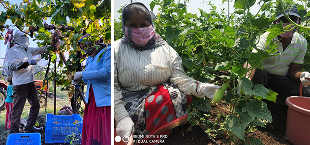 LTIMindtree-backed start-up FarmChain Services deployed technology to improve the farm-to-fork supply chain in a hygiene-based environment.